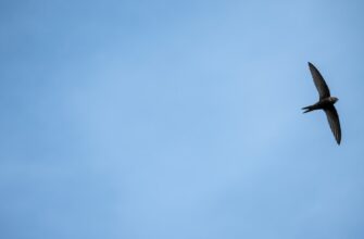 airdrop crypto btc3