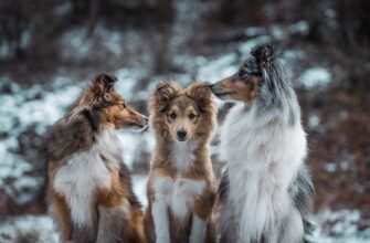 airdrop crypto dogs3