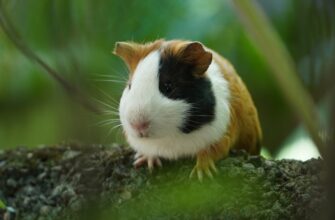airdrop crypto hamster kombat4