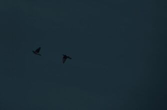 crypto airdrop september3