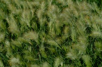 grass crypto airdrop date4
