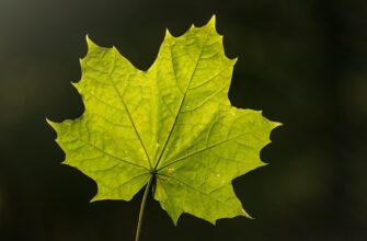 kupit i perevesti bitkoin4