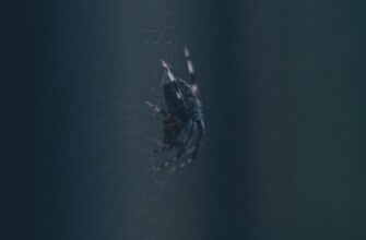 airdrop crypto pepe3