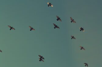 airdrop crypto revolut3