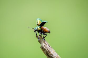 ant kriptovaljuta chto jeto4