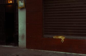 cats airdrop crypto3