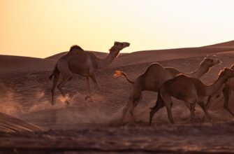 defox arabian2