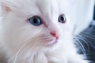 easy crypto airdrop cats code5