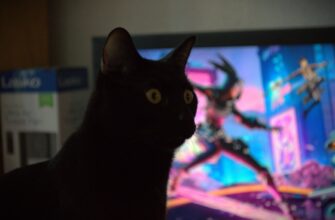 easy crypto airdrop cats video code6
