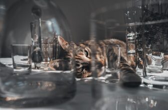 easy crypto airdrop cats4