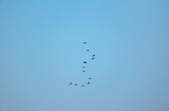 free airdrop crypto airdrops4