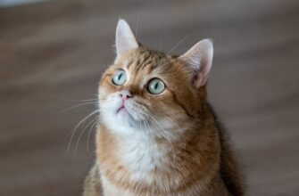 kak obezopasit sredstva bez interneta luchshie praktiki