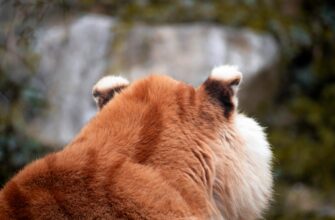 kriptovaljuta alpaca2