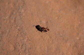 kriptovaljuta ant2