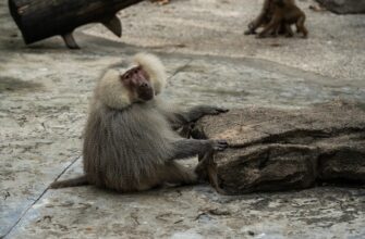 kriptovaljuta ape2