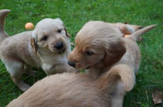 kriptovaljuta baby doge3