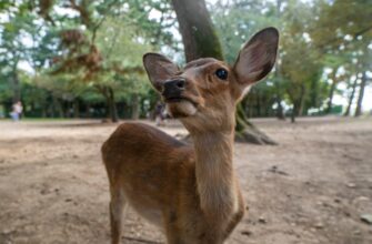 kriptovaljuta bambi2