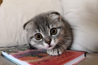 kriptovaljuta catizen2
