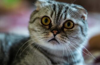 kriptovaljuta cats2