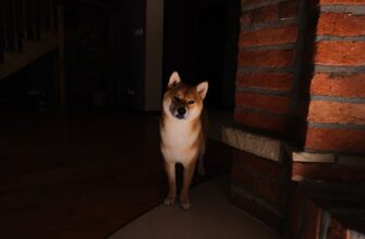 kriptovaljuta doge2