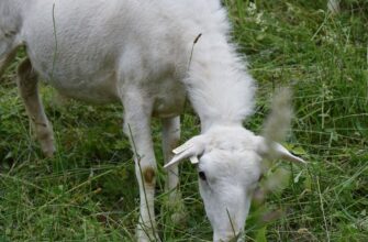 kriptovaljuta goat2
