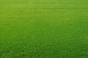 kriptovaljuta grass2