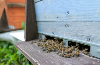 kriptovaljuta hive2