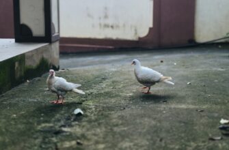 kriptovaljuta labubu2