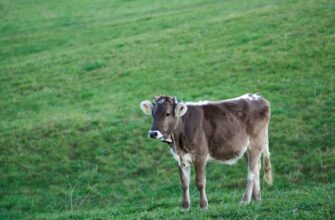 kriptovaljuta milk2