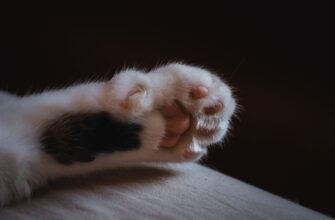 kriptovaljuta paws2