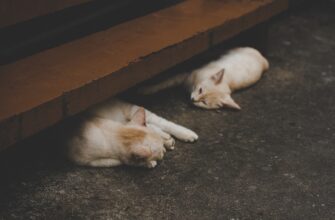 kriptovaljuta rats2