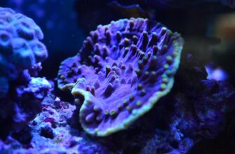 kriptovaljuta reef2