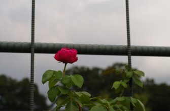 kriptovaljuta rose2