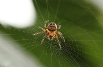 kriptovaljuta web2