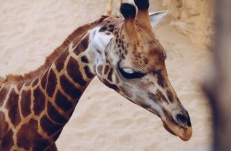kriptovaljuta zoo2