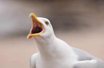 legalno li defi pribyl v kazahstane dlja novichkov