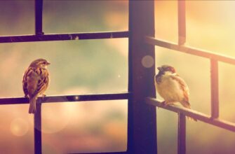 poluchit besplatno sol airdrop na starknet bez vlozhenij
