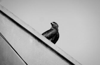poluchit pepe airdrop na arbitrum bez kyc