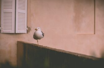 poluchit pepe airdrop na starknet bez vlozhenij