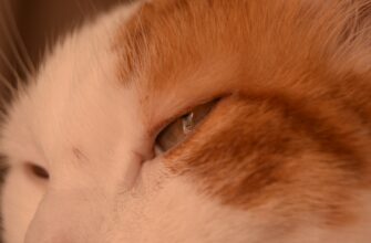 prodat sol za som kartoj visa v uzbekistane poshagovo