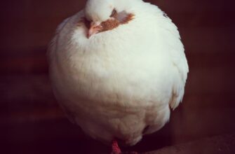 sobrat pepe airdrop na layerzero bez komissii