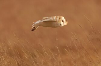 uchastvovat pepe airdrop na blast masshtabnyj