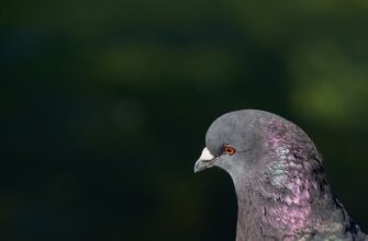 zabrat pepe airdrop na okx masshtabnyj