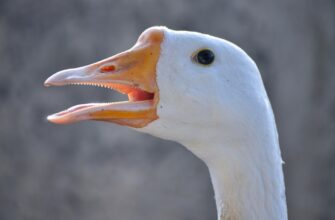bezopasno li obezopasit akkaunt bez interneta