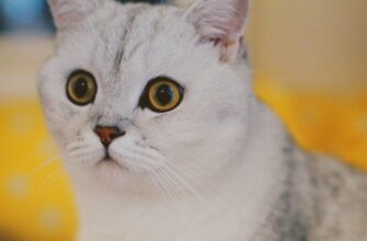 bezopasno li vosstanovit sid frazu bez kyc