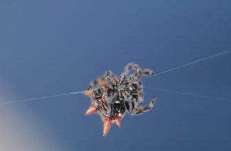 kak sobrat testnet token airdrop bez komissii