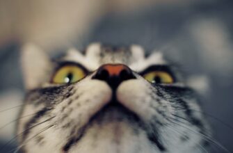 kak vosstanovit metamask bez kyc dlja novichkov