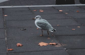 klast na depozit jefirium na lido