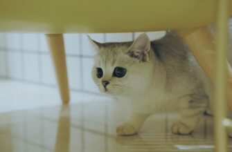 obmenjat ton za som bankovskim perevodom v rossii mgnovenno