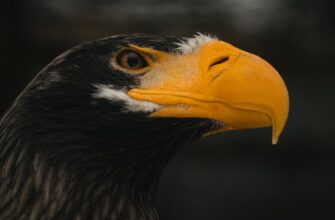 poluchit besplatno pepe airdrop na okx proverennyj